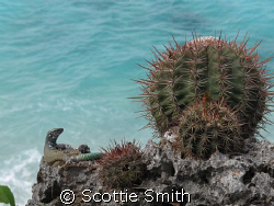 Taken at 1000 Steps in Bonaire using Canon G10 by Scottie Smith 